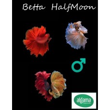 Pez Betta Halfmoon